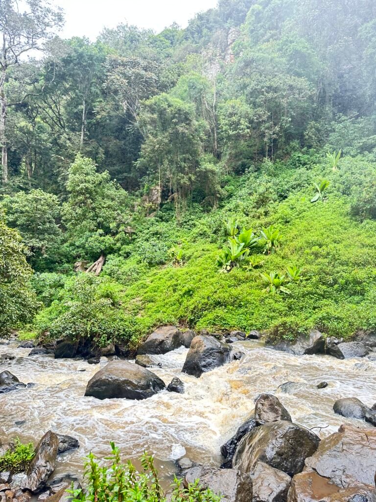 River surrounded by lush green vegetation