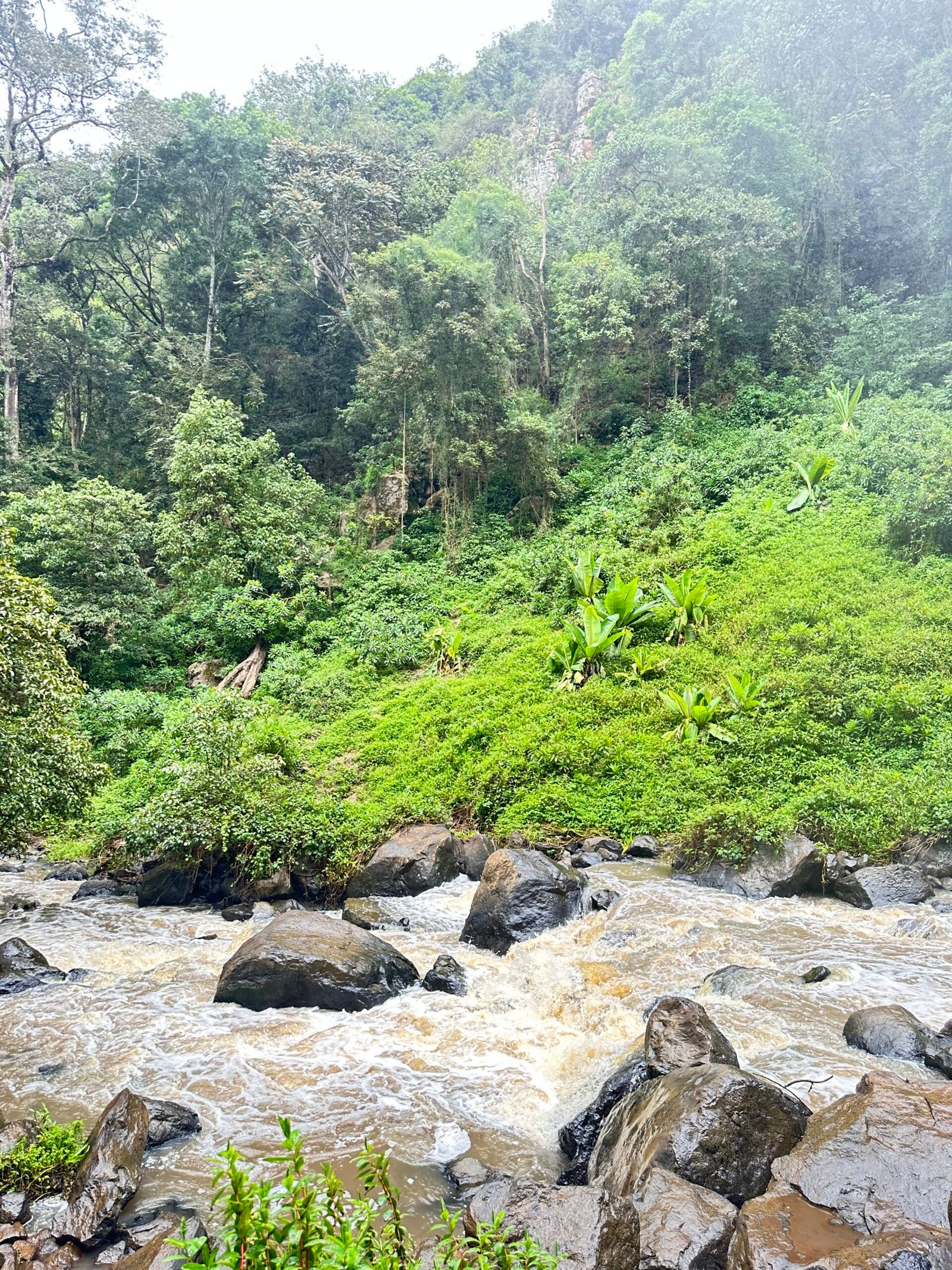River surrounded by lush green vegetation